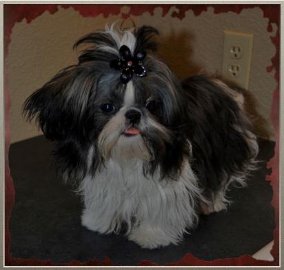micro mini shih tzu akc registered imperial and teacup shih tzu s tuscanys tiny shih tzu micro mini shih tzu akc registered imperial and teacup shih tzu s tuscanys tiny shih tzu