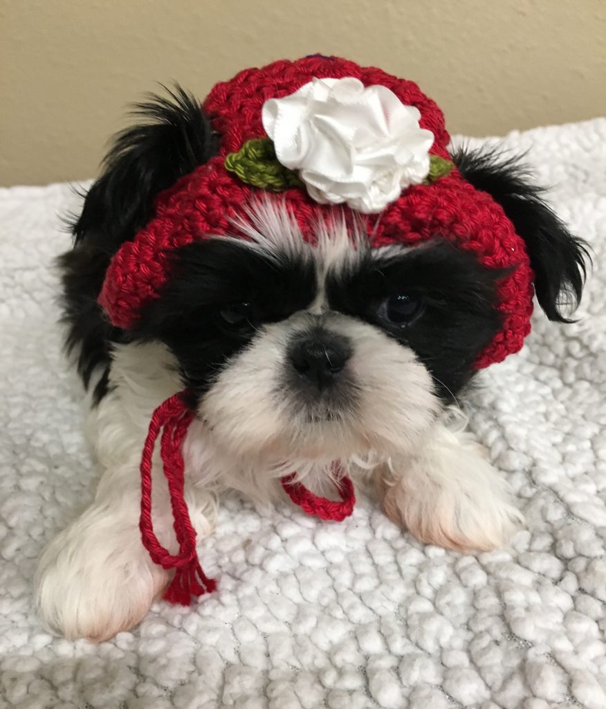 Shih Tzu With Black and White Coloring