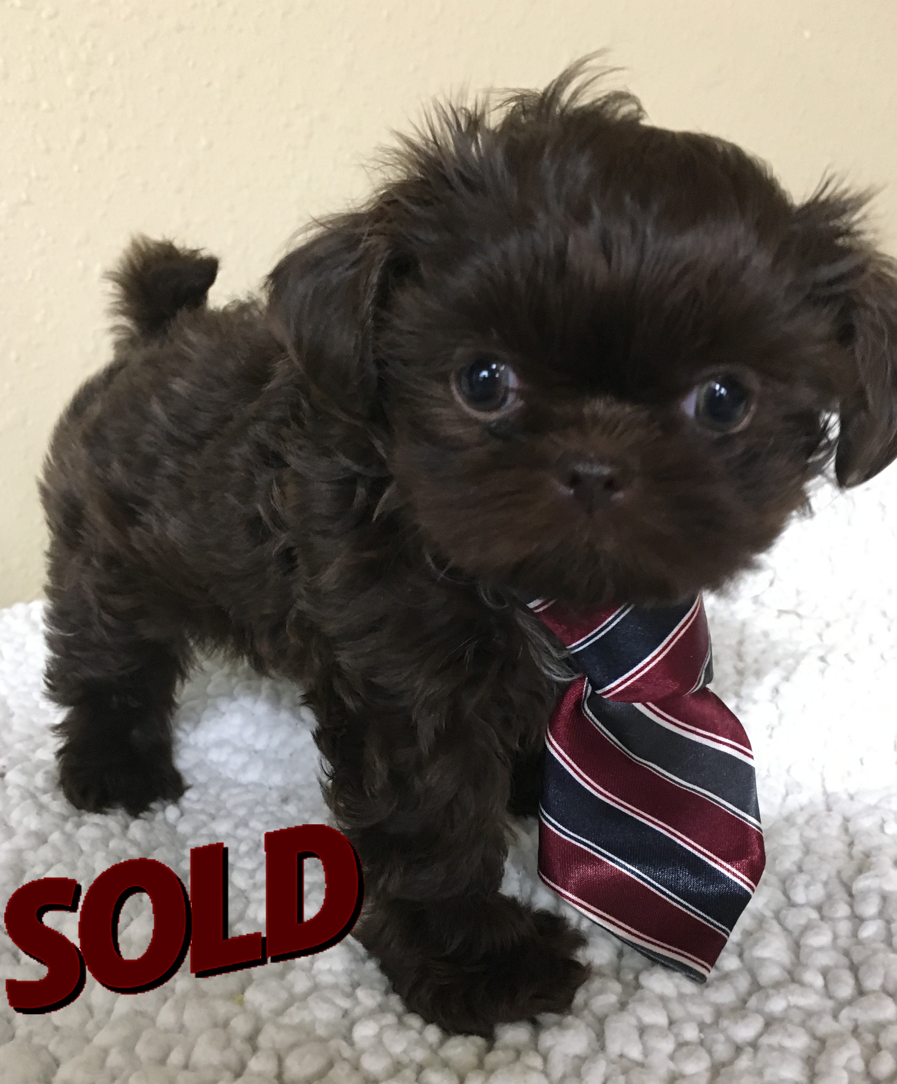 teacup shih tzu puppies for sale imperial shih tzu puppies for sale
